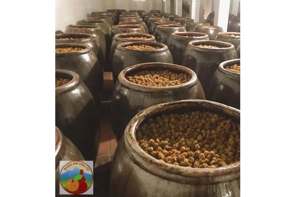 Học hỏi mô hình sản xuất rượu mơ Yên Tử nổi tiếng ở Quảng Ninh 